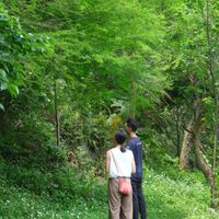 🌳眾森之友的山林記事