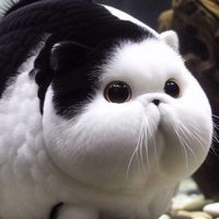 貓與魚