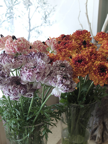 一度見たら忘れられない強烈な美しさ 個性的なラナンキュラス モロッコ