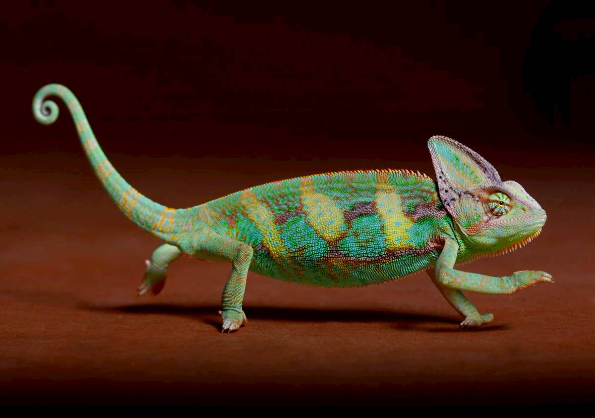 Selain Berfungsi Untuk Kamuflase Warna Kulit Bunglon Juga Berubah Sesuai Suasana Hati Bobo Id Line Today