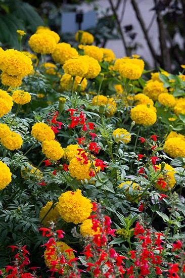 夏のガーデニングにおすすめ お日さまに負けない 元気色 の花たち