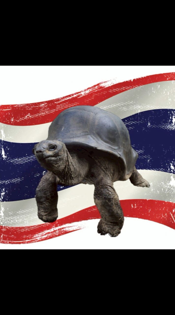 Aldabra Phurpor 🐢🇹🇭🐢🇹🇭🐢