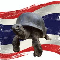 Aldabra Phurpor 🐢🇹🇭🐢🇹🇭🐢