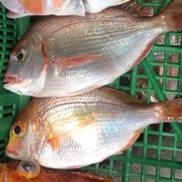 弘勝益-手釣新鮮漁貨