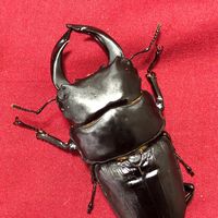 クワガタ・カブトだーいすき😍💕虫部🐞