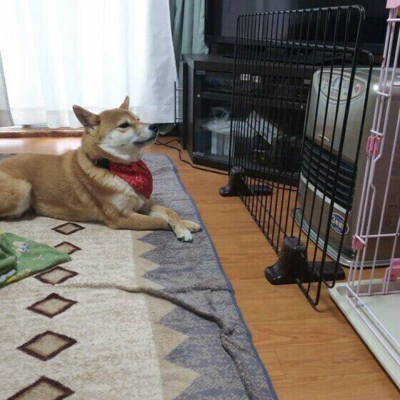 愛犬がストーブの前から離れない これって大丈夫
