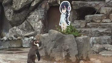 【綠油油】動物園企鵝戀上《動物朋友》企鵝前，原來有段故......