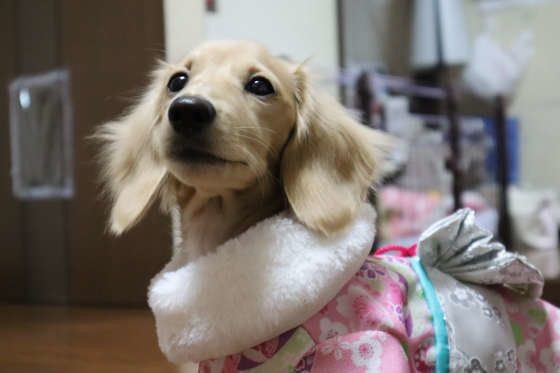 痛みを感じてる 犬が抱っこを嫌がるときに考えられる理由