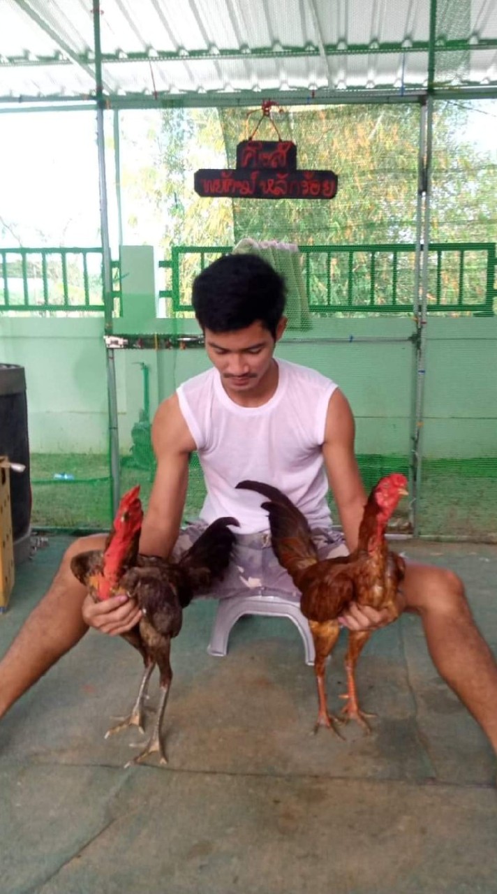 ซุ้ม คิงส์พยัคฆ์