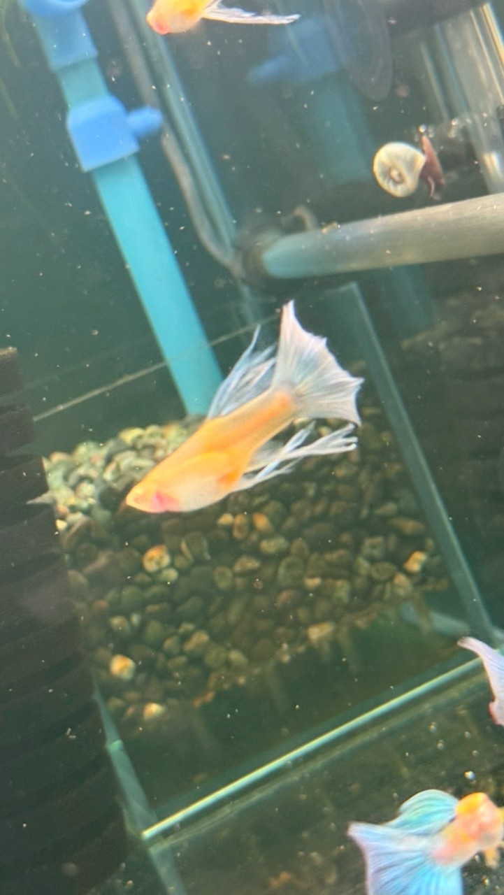 雯雯的孔雀世界