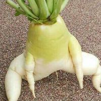 拔蘿蔔