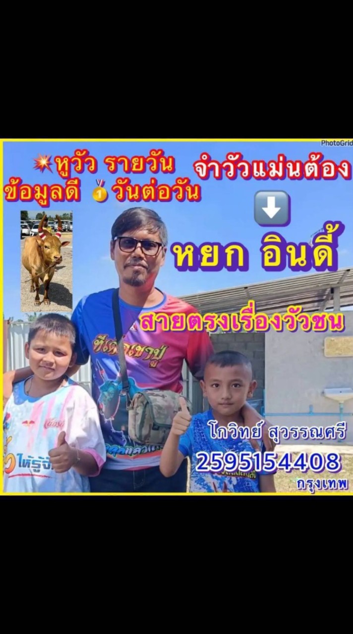 ครอบครัววัวชน(หยกอินดี้)