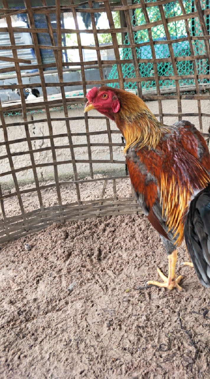 กรกนก ไก่ชน