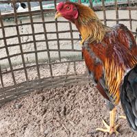 กรกนก ไก่ชน