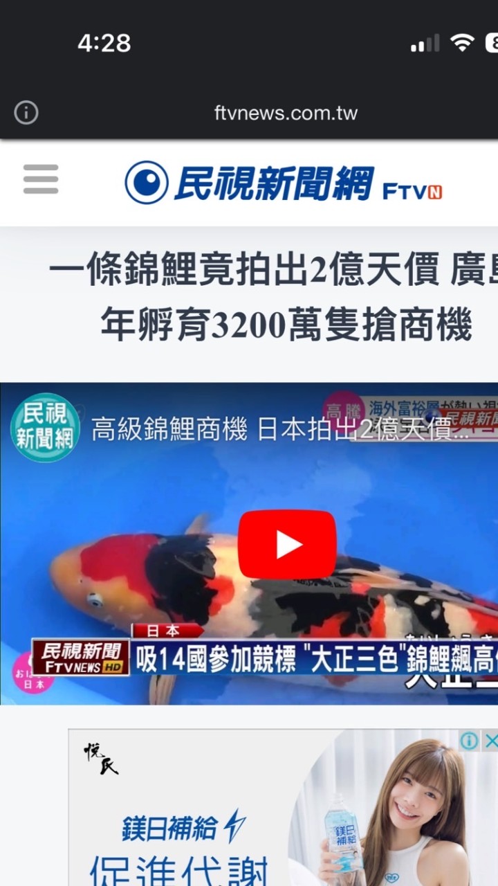 🇯🇵日本賽級鯉魚交流🇯🇵