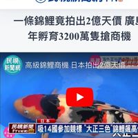🇯🇵日本賽級鯉魚交流🇯🇵