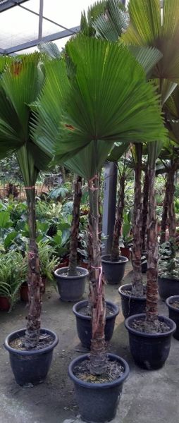 室內盆景喬木 ** 圓葉刺軸櫚 ** 肉身4尺 / 好養耐種，樹型優美【花花世界玫瑰園】S