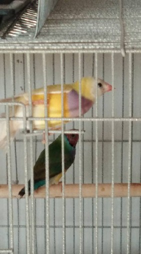 กลุ่มนกฟินซ์7สี