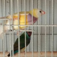 กลุ่มนกฟินซ์7สี