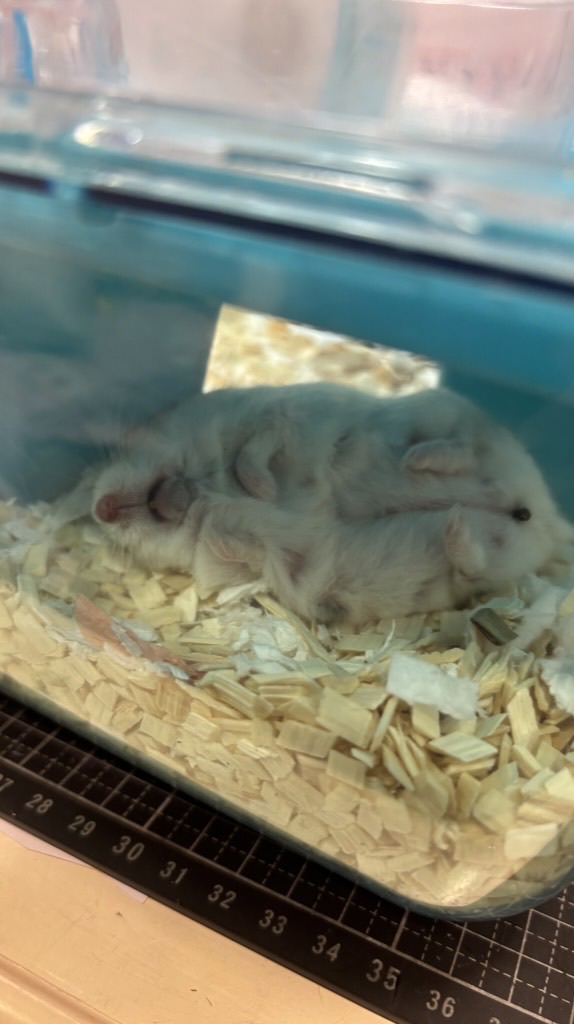 倉鼠兔子天竺鼠