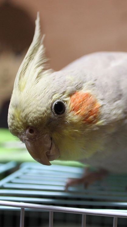 オカメインコ好きな方！