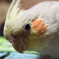 オカメインコ好きな方！