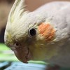 オカメインコ好きな方！