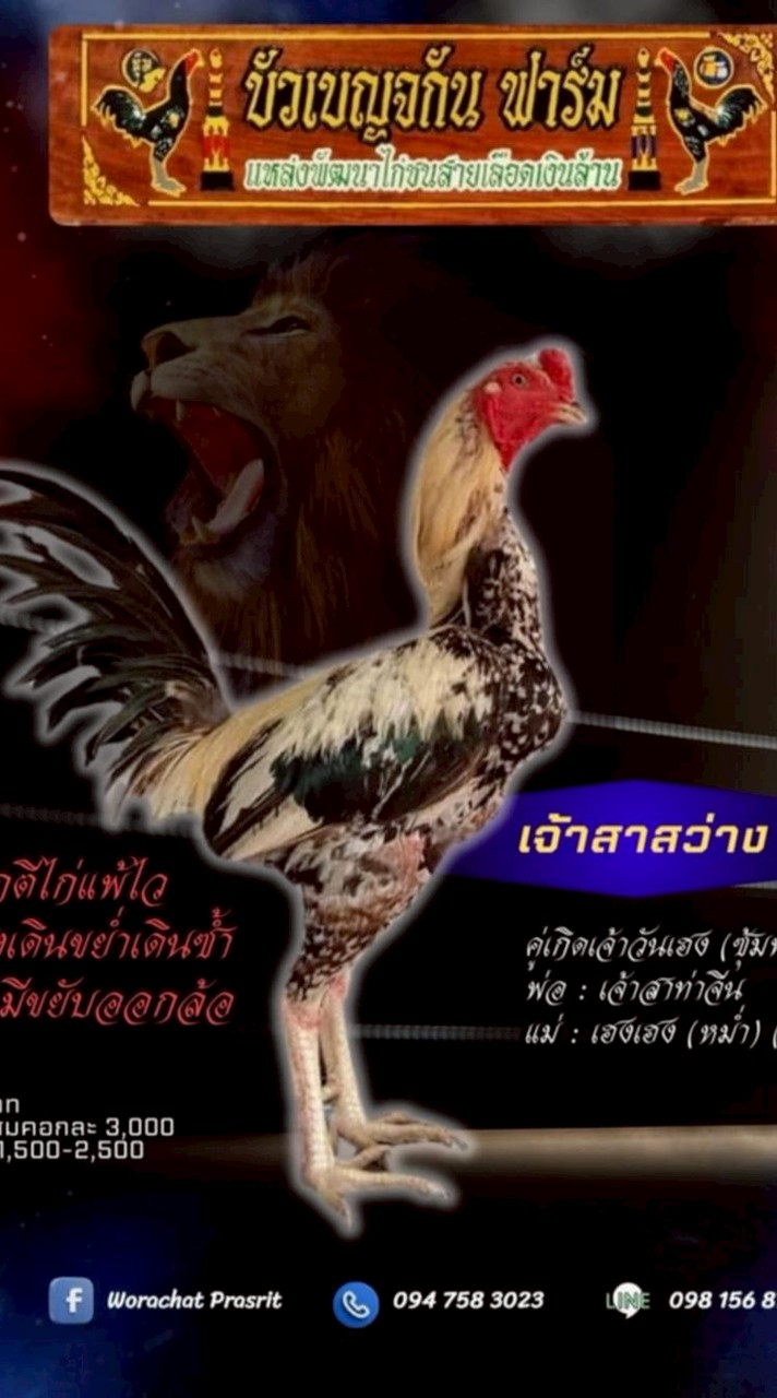 บัวเบญจกัน ฟาร์ม