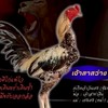 บัวเบญจกัน ฟาร์ม