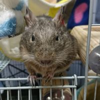 岡山県でデグー