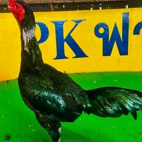 PK เพชรสารคาม พม่า🐎