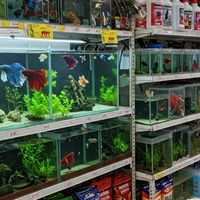 LT Betta Farm