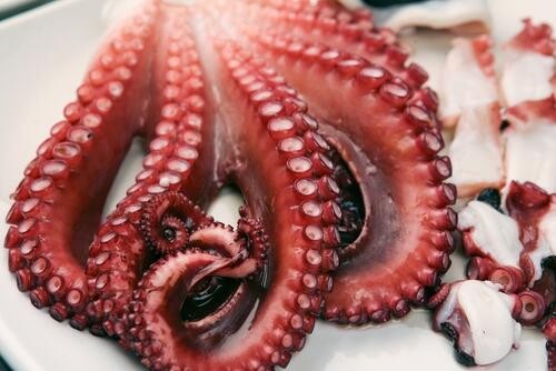 タコの正しい保存方法とは 味を落とさないコツを紹介 オリーブオイルをひとまわしニュース