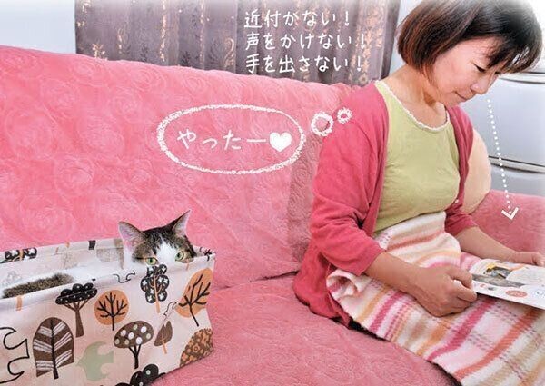 猫の 顔まわり の撫で方の正解 4つの部位別で解説 ねこのきもちnews