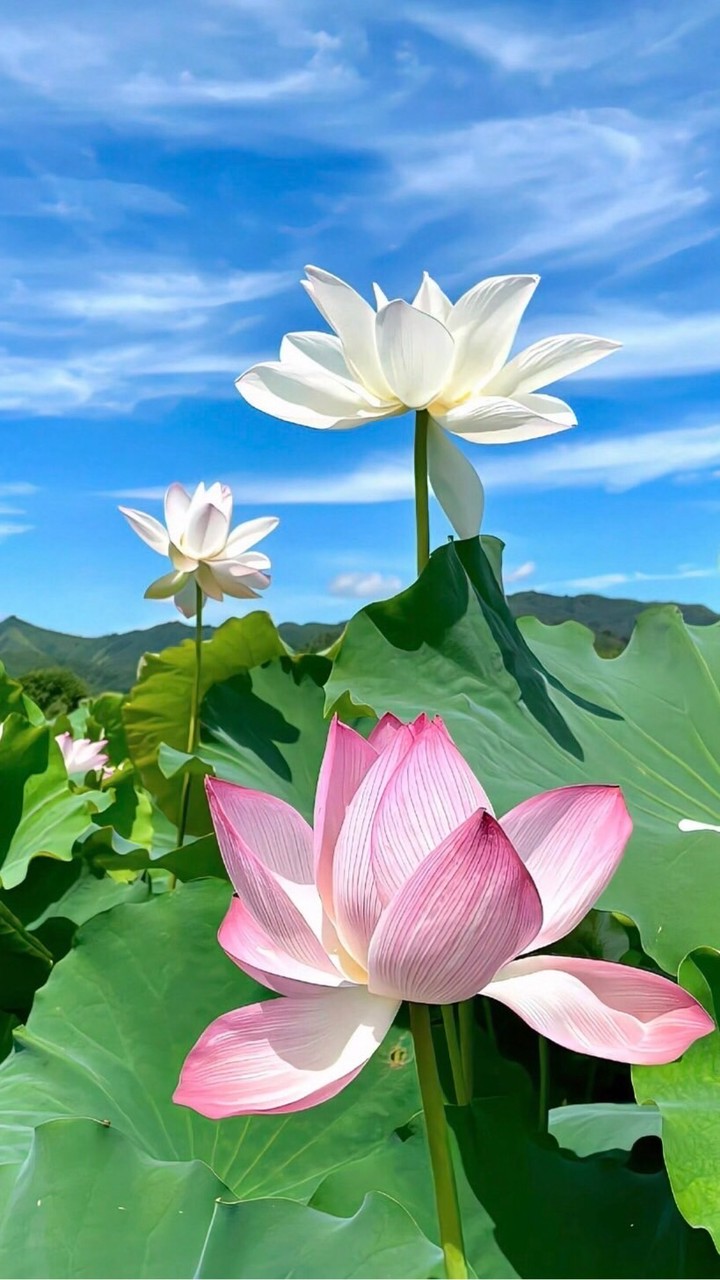 🌹古董收藏交流群🌹