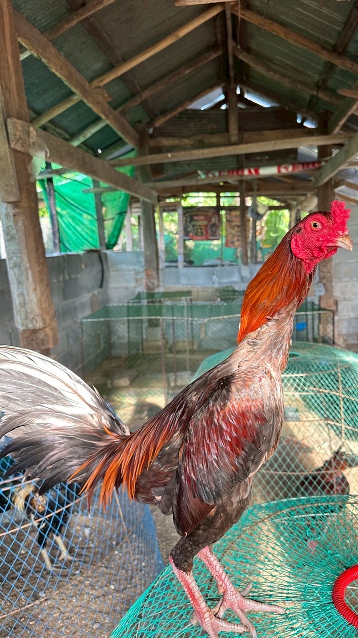 ซุ้ม.กัปตันหยาสตูล (ยอดกิตติ)🥰🙏🏻