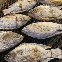 เมี่ยงปลาเผา หน้ามอ เผาใหม่ทุกวันเก่าโยนทิ้ง โทร0639151960