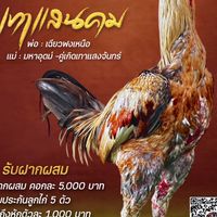 ไซอิ๋วฟาร์ม Byเจ๊ก ควายงาม