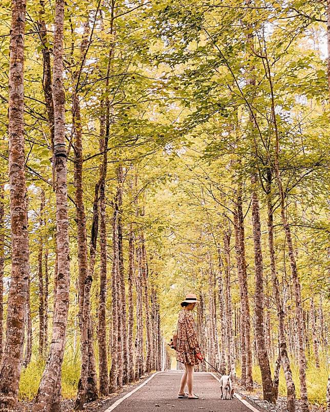 ▲花蓮大農大富平地森林園區。（圖/IG @pinchieh0206)