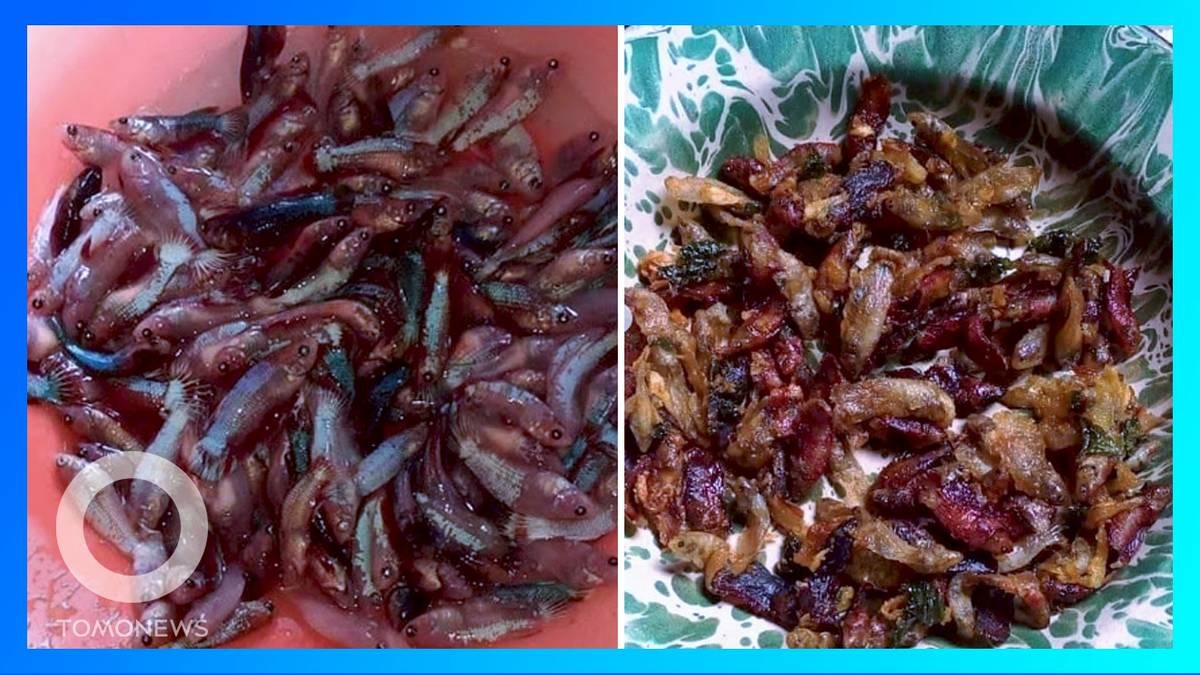 鬥魚好吃嗎 網友做油炸鬥魚料理 Tomonews Line Today