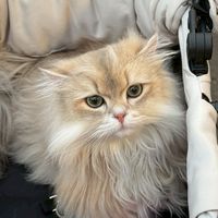 短腿貓大家庭🏠🐱💖
