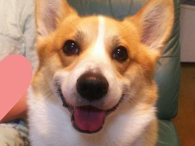 ストレスサイン 犬が舌を出すときに考えられる理由 いぬのきもちnews