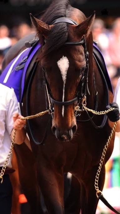 OpenChat 競馬予想&実況&勝負の会　〜中央競馬限定〜