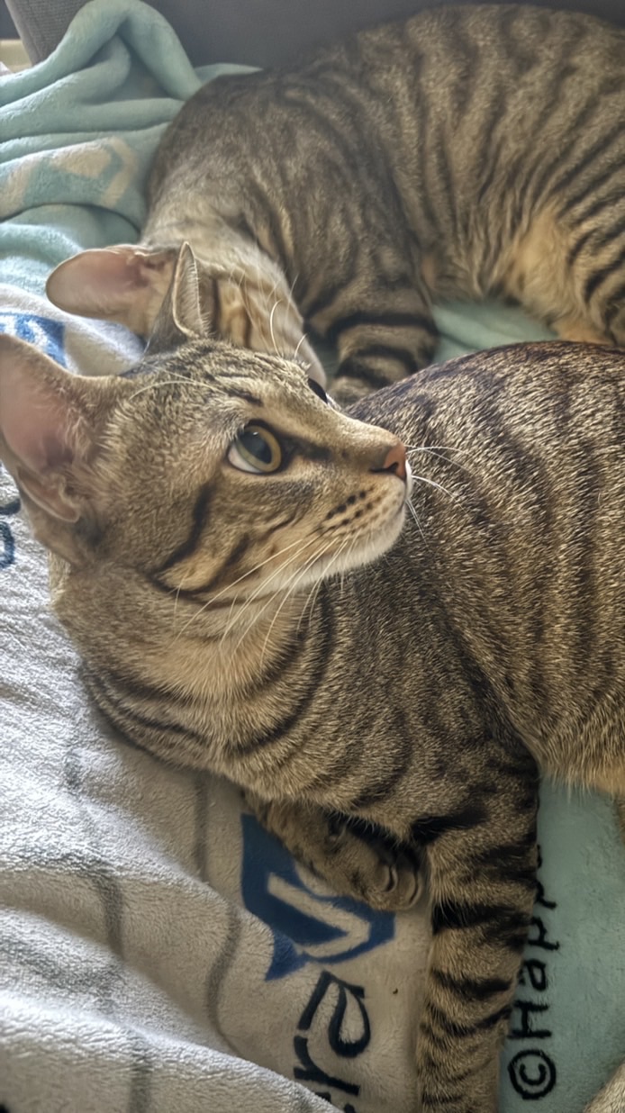 雷雷代購群組❤️