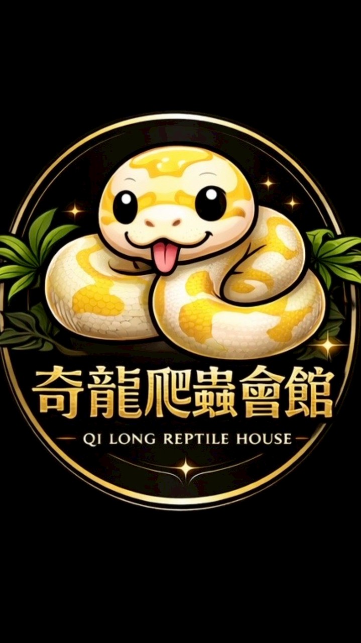 奇龍球蟒交流QI LONG REPTILE HOUSE