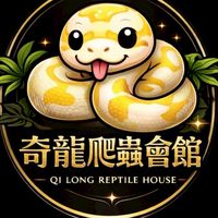 奇龍球蟒交流QI LONG REPTILE HOUSE