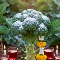 Siam Broccoli Thailand