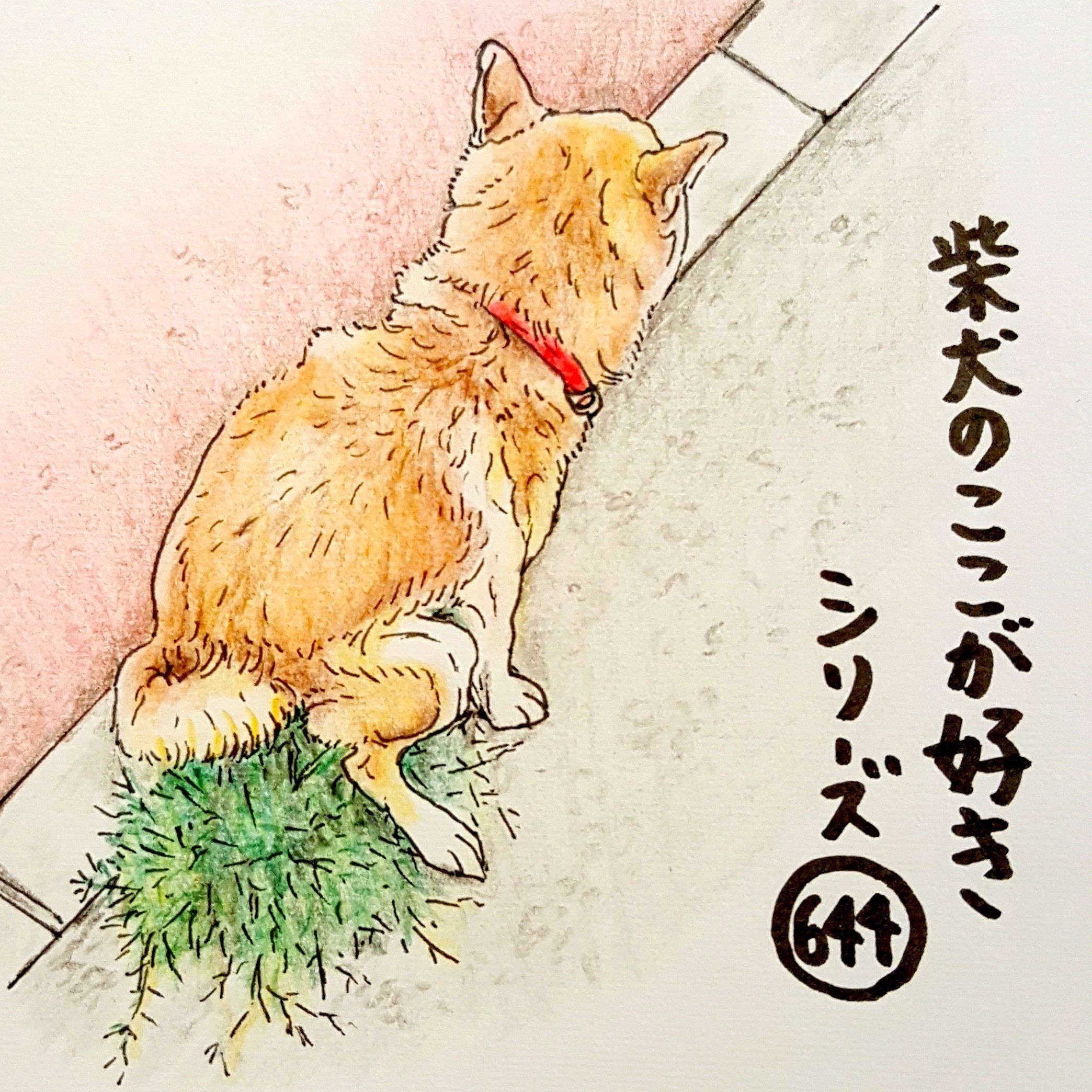 柴犬あるある こだわりのトイレがある