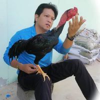 ชมรมอนุรักษ์ไก่พื้นเมืองตำบลบ้านกง