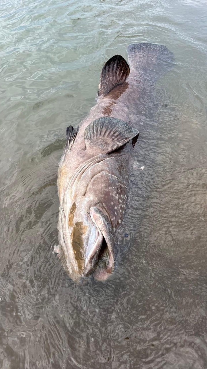 🐲一條龍🐲龍膽休閒池🎣